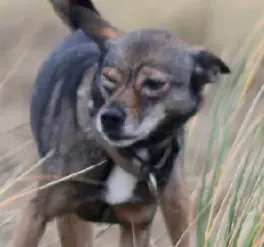Ein Hund im Gras, der frech schaut